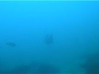 movie of a California Giant Black Sea Bass swimming away