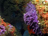 blacksmith hiding in a crevice behind some purple hydrocoral