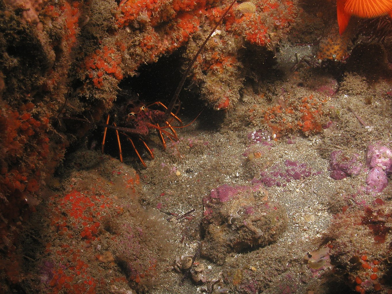 California Rock Lobster(Panulirus interruptus)