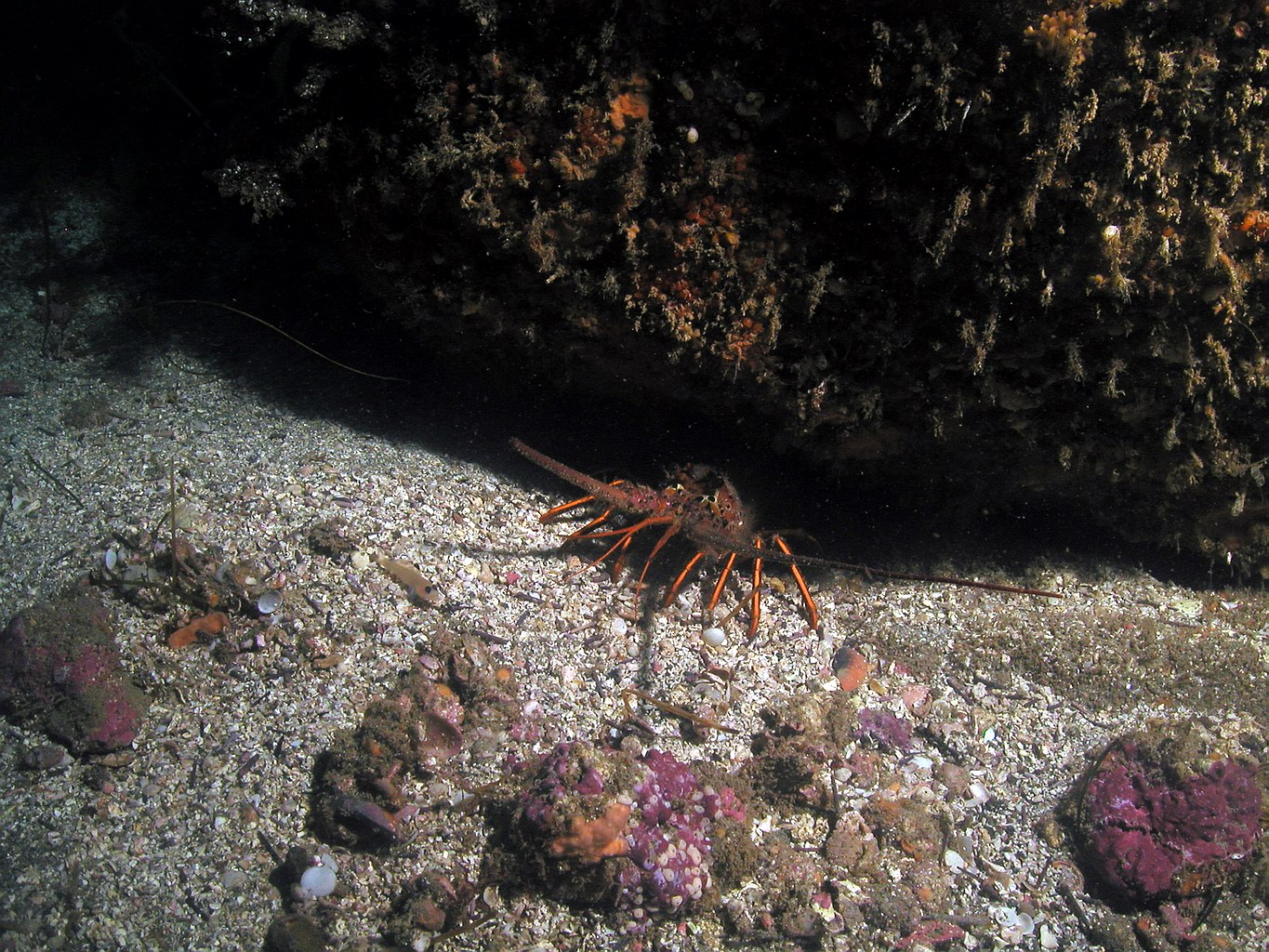California Rock Lobster(Panulirus interruptus)