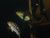 Kelp Bass (paralabrax calthratus)