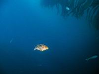 Kelp Bass (paralabrax calthratus)