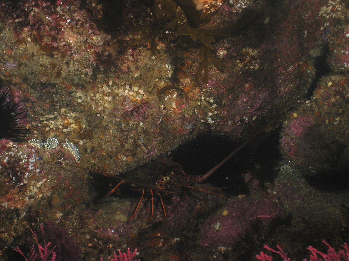 California Rock Lobster(Panulirus interruptus)