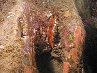 Rock Scallop (Crassedoma giganteum)