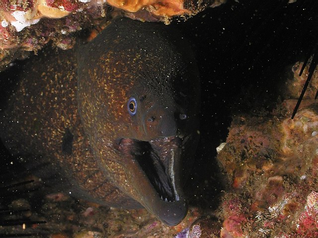 moray eel, San Clemente Island