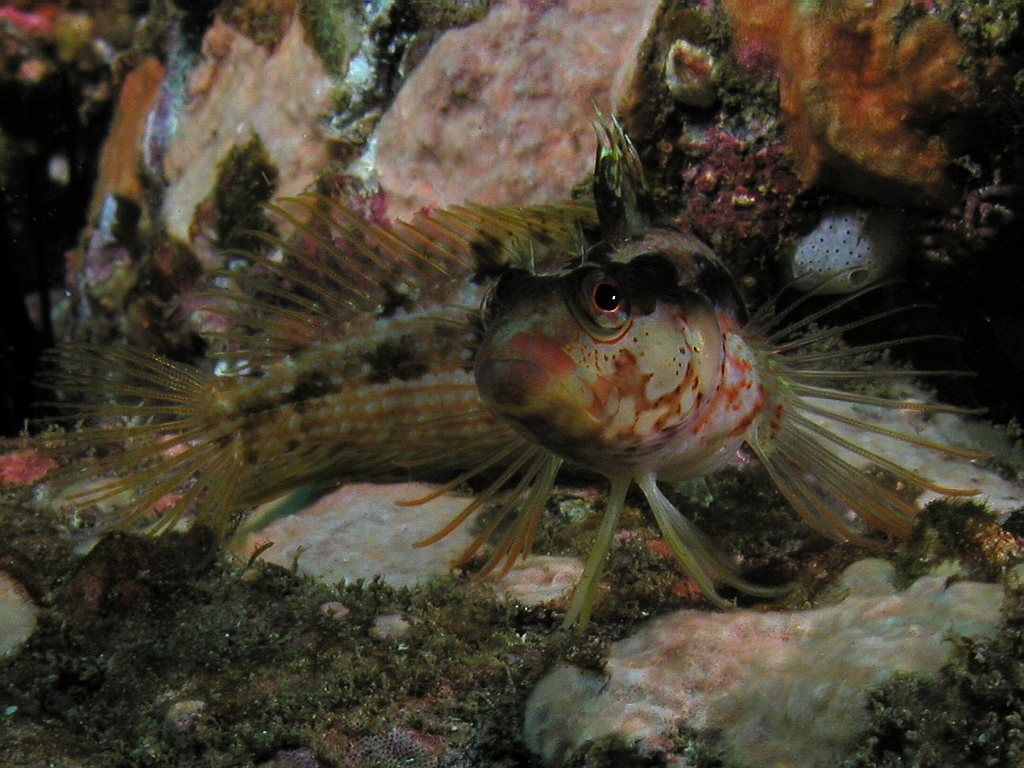 sland Kelpfish (Alloclinus holderi)