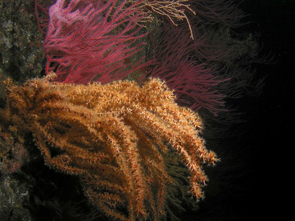 Zoanthid Anenome (Parazoanthus lucificum) and Red Gorgonian (Lophogorgia chilenisis)
