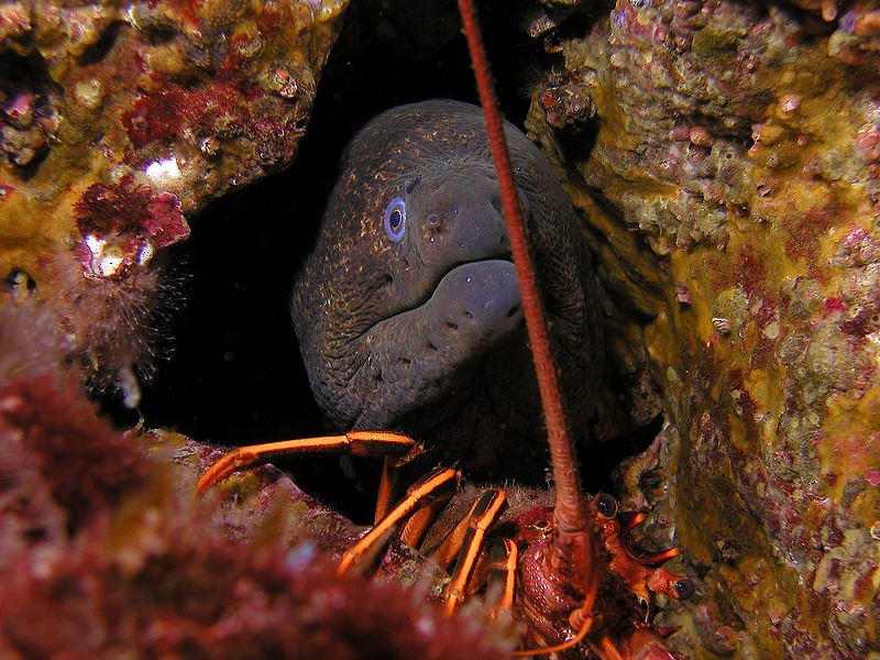 California MoraY Eel and a California Spiny Lobster