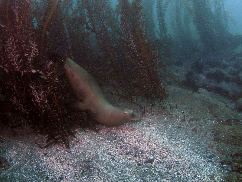 sealion in feather boas kelp at Santa Barbara Island