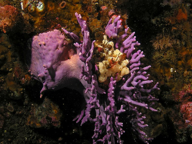 California Hydrocoral (Stylaster californicus) with a white sponge growing on it