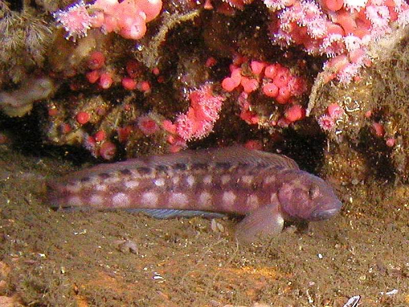 stripefin ronquil, aka smooth ronquil (Rathbunella hypoplecta)
