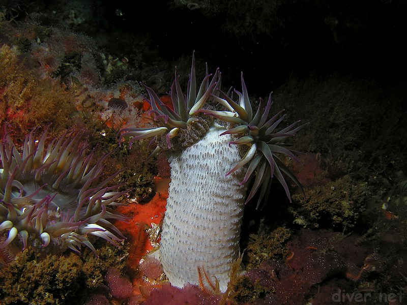 Aggregating Anemone or Anthopleura elegantissima in the process of asexual reproduction by fissioning which when complete will create clones.  Picture from Begg Rock, California