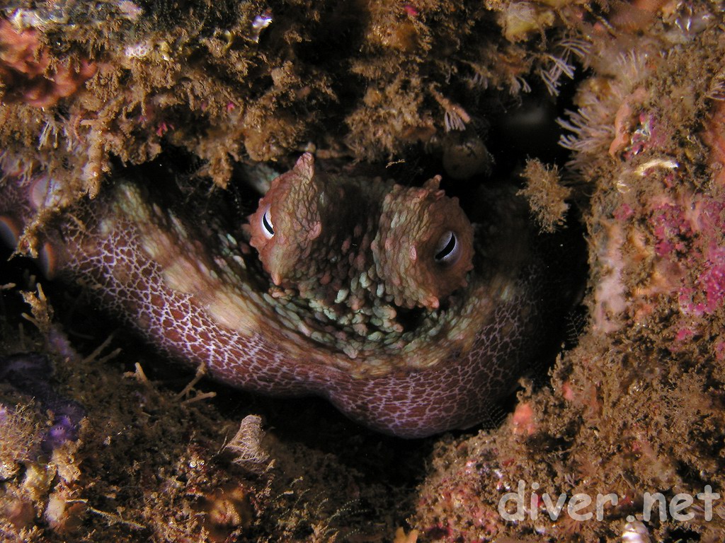 San Clemente Island octopus