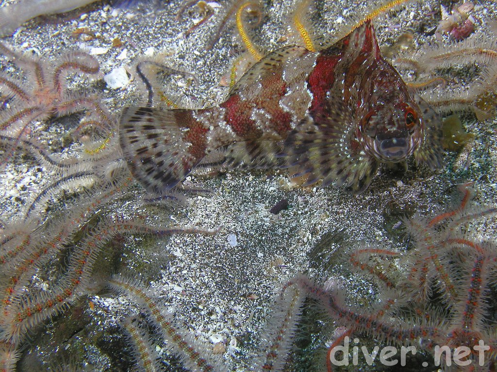 Painted Greenling (Oxylebius pictus) surrouned by brittle stars at Santa Barbara Island