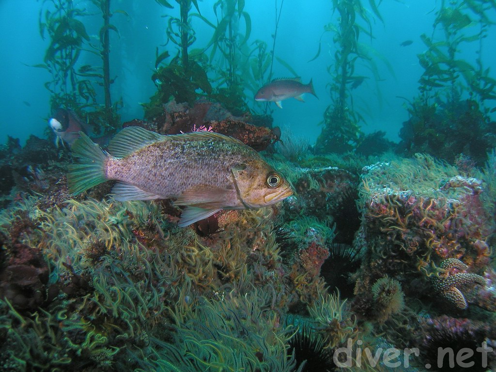 kelp rockfish at inside of brittle star reef
