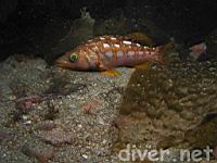 Kelp Bass (Paralabrax clathratus)