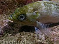 Kelp Rockfish (Sebastes atrovirens)