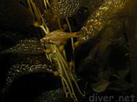 Kelp Surfperch (Brachyistius frenatus)