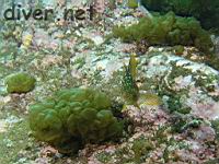 Sea cauliflower (Leathesia difformis) & a Kelp Bass (Paralabrax clathratus)