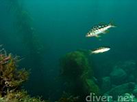 Kelp Bass (aka Calico Bass) (Paralabrax clathratus)