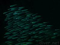 Pacific Sardine (Sardinops sagax caerulea)
