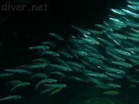 Pacific Sardine (Sardinops sagax caerulea)