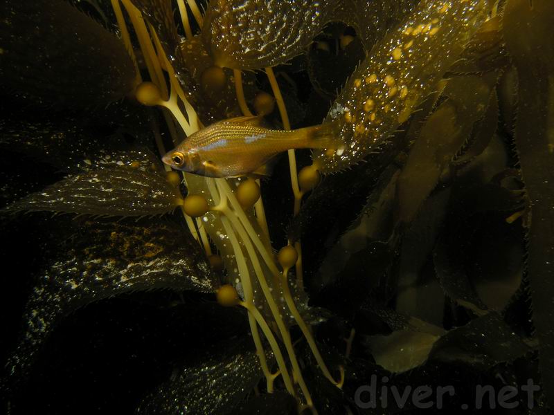 Kelp Surfperch (Brachyistius frenatus)
