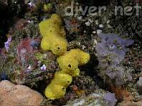 Sulpher Sponge (Aplysina fistularis)