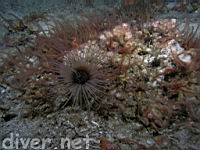 Tube-Dwelling Anemone (Pachycerianthus fimbriatus) & Spiny Brittle Stars (Ophiothrix spiculata)