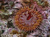anemone surrounded by Spiny Brittle Stars (Ophiothrix spiculata)