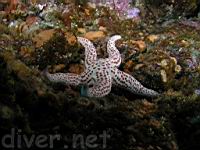 red spotted star
