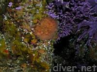 Colonial Cup Coral (Coenocyathus bowersi) & California Hydrocoral (Stylaster californicus)