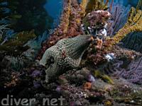 Bat Star (Asterina mimiata) on a California Golden Gorgonian (Muricea californica)