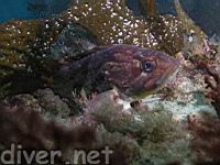 Brown Rockfish (a.k.a. Bolinas) (Sebastes auriculatus)