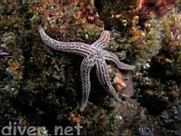 red spotted star
