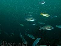 Blue Rockfish (Sebastes mystinus), Olive Rockfish (Sebastes serranoides), Blacksmith (Chromis punctipimmis), and a school of pinhead Northern Anchovy (Engraulis mordax)