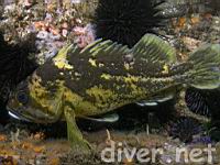 Black-and-Yellow Rockfish (Sebastes chrysomelas)