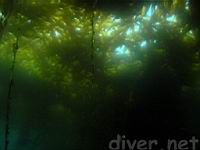 a view of the kelp mat from below