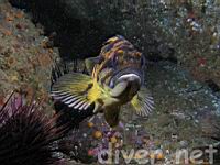 Black-and-Yellow Rockfish (Sebastes chrysomelas)