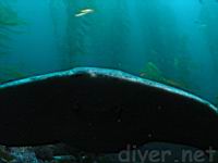 Male Torpedo Ray (Torpedo californica)