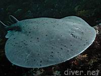 Male Torpedo Ray (Torpedo californica)
