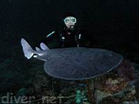 Steve and a Male Torpedo Ray (Torpedo californica)
