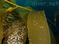 Giant Kelp (Macrocystis integrifolia)