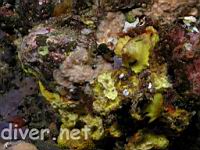 Tylodina fungina feeding on Sulpher Sponge (Aplysina fistularis)