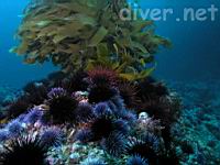 sea urchins at Webster Point, Santa Barbara Island, California