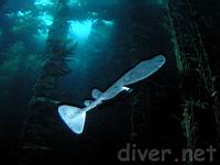 Pregnant female Torpedo Ray (Torpedo californica)