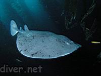 Pregnant female Torpedo Ray (Torpedo californica)