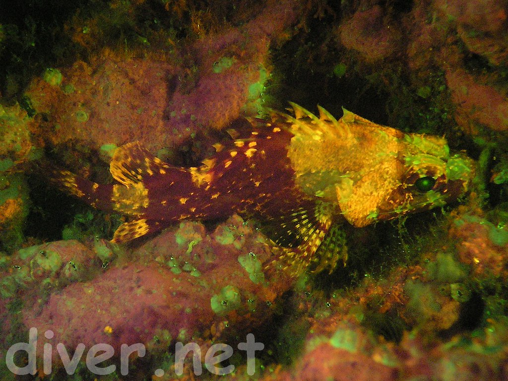 Underwater Fluorescence Photograph of a sculpin