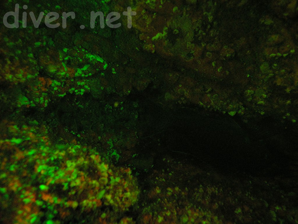 Underwater Fluorescence Photograph of a Garibaldi (<i>Hypsypops rubicundus</i>)