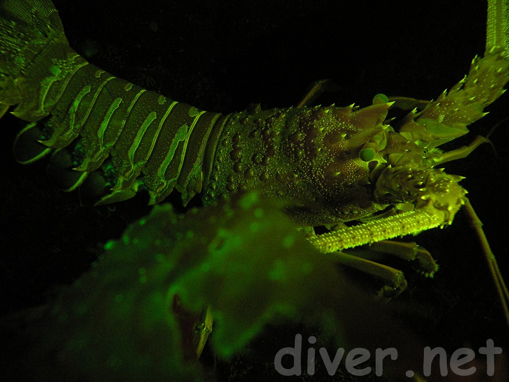 Underwater Fluorescence Photograph of a California Spiny Lobster (Panulirus interruptus)